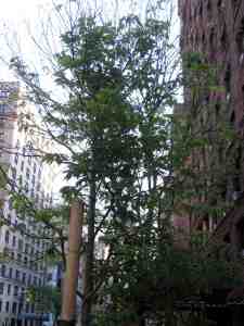 We even resemble each other a bit around the leaves.