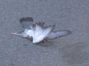 Flattened feathered friend.