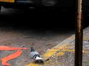 First pigeon photograph at 55.