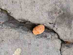 Lucky peach pit in sidewalk crack.