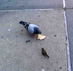 Mother Nature pigeon enjoying lunch.