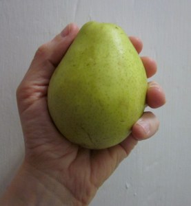 The pear that started my agony.