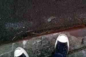 Tree speck in street: swatch of suicidal pine needles.