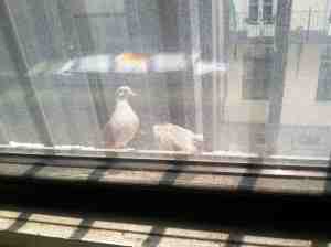 Mourning doves hanging out.