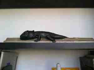 Elspeth's lizard.